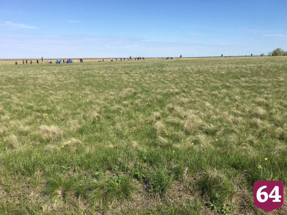 В Саратовской области стартовал фестиваль тюльпанов 