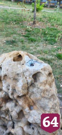 Похищенного в Энгельсе миниатюрного бычка разыскивают с собаками 