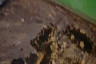 Саратовцы жалуются на зловоние и насекомых из затопленных подвалов