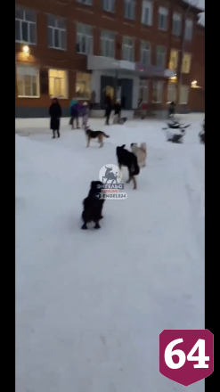 В Энгельсе бродячие собаки облюбовали школьный двор