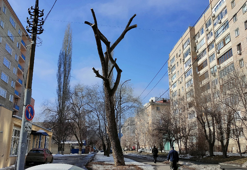Жителей возмутил вид дерева в центре Саратова после опиловки