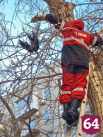Спасатели освободили застрявшую на дереве в центре Саратова птицу