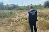 Пастух нашел в поле под Саратовом человеческие кости