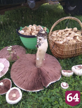 Саратовцы собирают в лесах груши и «разногрибье»  