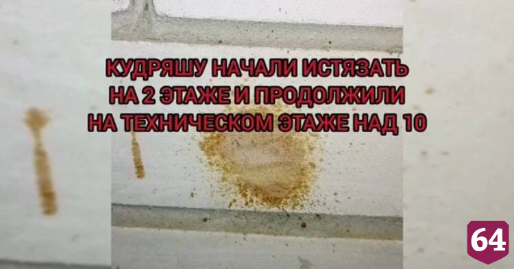 Саратовские полицейские за год не нашли растерзавшего собаку живодера 