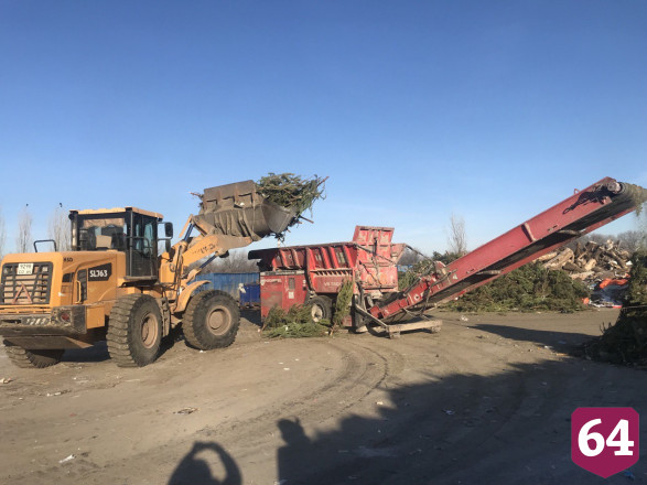 Под Саратовом переработали 2 тысячи тонн новогодних елок