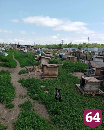 Саратовцев попросили помочь поить питомцев приюта в жару