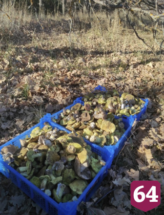 Саратовцы собрали на дереве и засолили опята 