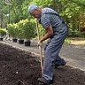 В горпарке Саратова высадили 150 можжевельников