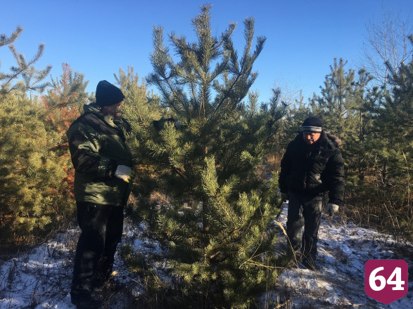 Под Саратовом рубят сосны к Новому году