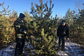 Под Саратовом рубят сосны к Новому году