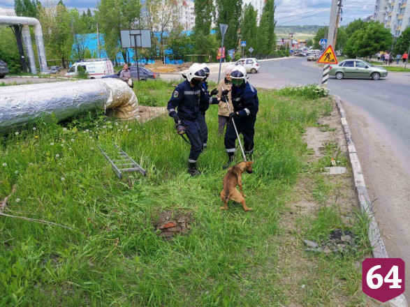 Саратовские спасатели вытащили упавшую в колодец собаку