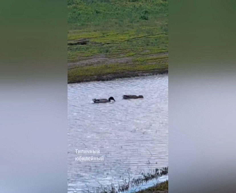 В луже у высотки в Саратове поселились дикие утки