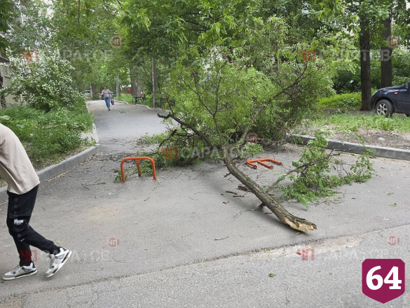 В Саратове из-за урагана деревья рухнули на автомобили