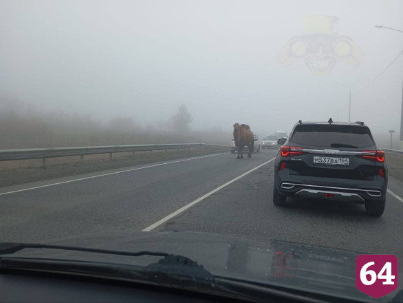 Верблюды замедлили движение на саратовской трассе