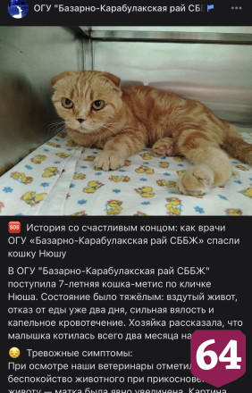 Саратовские ветеринары спасли едва не погибшую после родов кошку Нюшу
