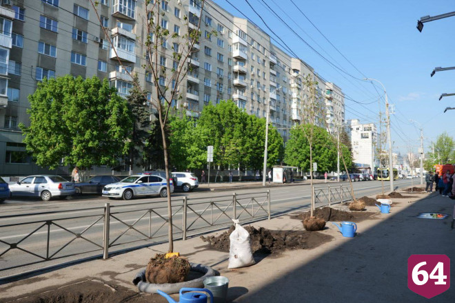 Губернатор высадил клены в центре Саратова