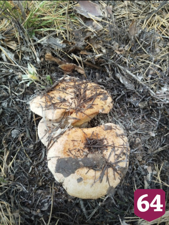 Саратовцы собрали на дереве и засолили опята 
