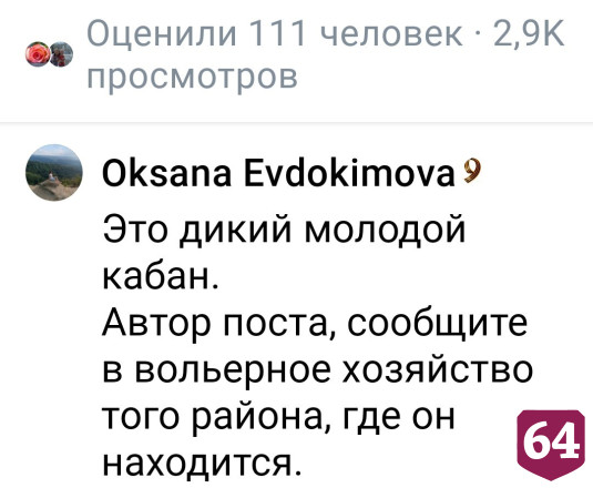 Саратовцы пришли на помощь брошенному у дороги мини-пигу