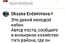 Саратовцы пришли на помощь брошенному у дороги мини-пигу