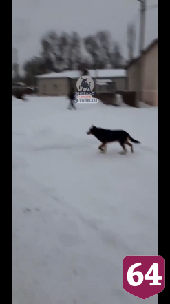 В Энгельсе бродячие собаки облюбовали школьный двор