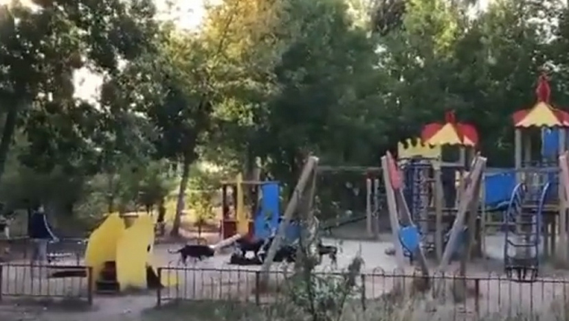 Жители Саратова просят защиты от стай бродячих собак