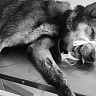 Саратовские ветеринары спасли собак после схватки с кабаном на охоте