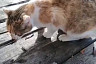 Саратовцы спасают кошку с котятами на обмелевшей Волге