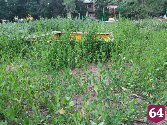 В Энгельсе детская площадка «утонула» в бурьяне