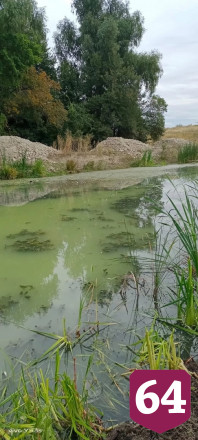 В Саратове заметили массовую гибель рыбы в пруду 