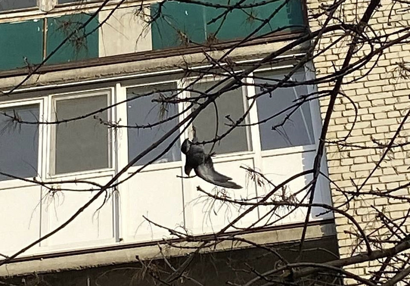 Жительница Саратова спасла повисшего на дереве голубя 