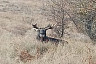 В Саратовской области завершился сезон охоты на оленя, косулю и лося