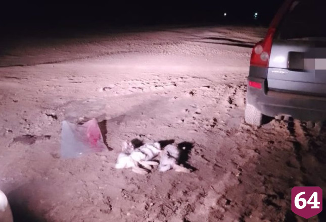 Под Саратовом браконьера на внедорожнике поймали с тушками зайцев