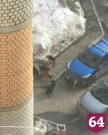 После нападения в парке Саратова собак на ребенка от яда погиб домашний пес