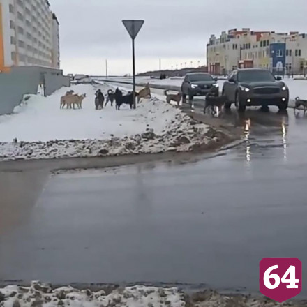 В Саратове стая собак напала на 13-летнюю девочку
