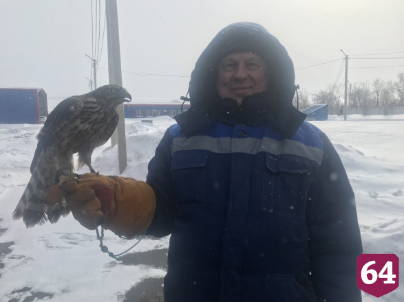 Экотехнопарк под Саратовом охраняют хищные птицы 