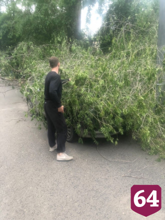 В Саратове рухнувшее дерево почти неделю провисело на проводах