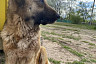 Саратовская юристка ищет любящую семью пожилой собаке