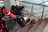 В Саратове собака пьяного мужчины не выпускала посетителей из магазина