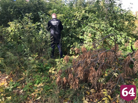 Грибники нашли в лесу под Саратовом мертвеца