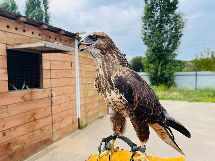 В Энгельсе на мусоросортировочном комплексе появилась новая служебная птица