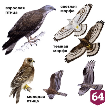 В Саратовской области поселились краснокнижные осоеды