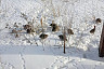 Саратовский министр показала сказочную зиму и куропаток