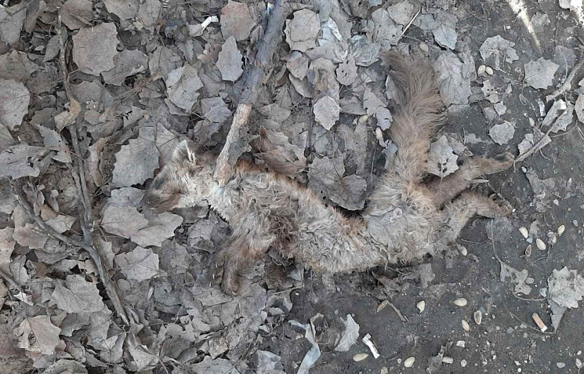 Рядом с Сенным рынком нашли мертвую лису 