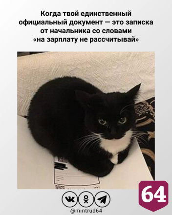 Котики из мемов назвали саратовцам минусы неофициального трудоустройства 
