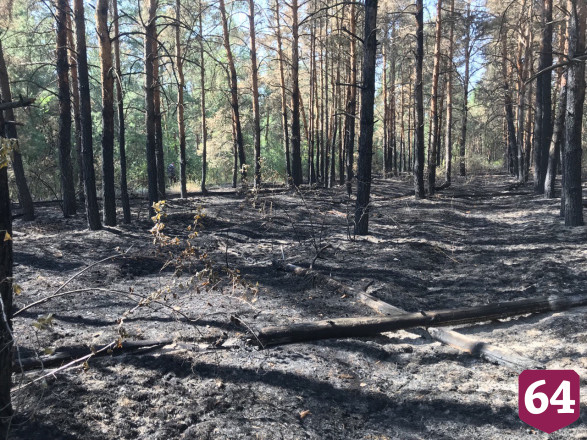 В поджоге леса под Саратовом заподозрили грибников