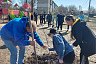 Депутат Госдумы приобрел 300 деревьев для городского субботника