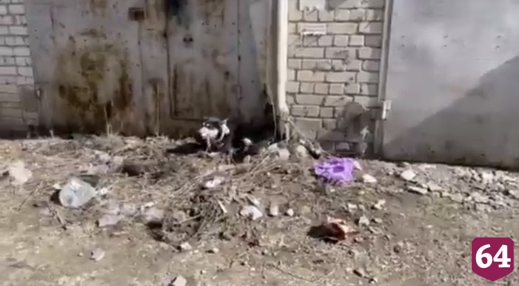 В Саратове пенсионер расстрелял собак на глазах у детей