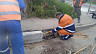 В сквере по просьбам саратовцев провели уборку и высадили деревья 
