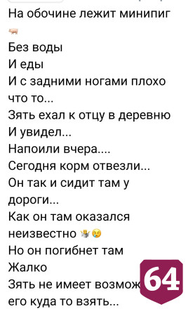 Саратовцы пришли на помощь брошенному у дороги мини-пигу